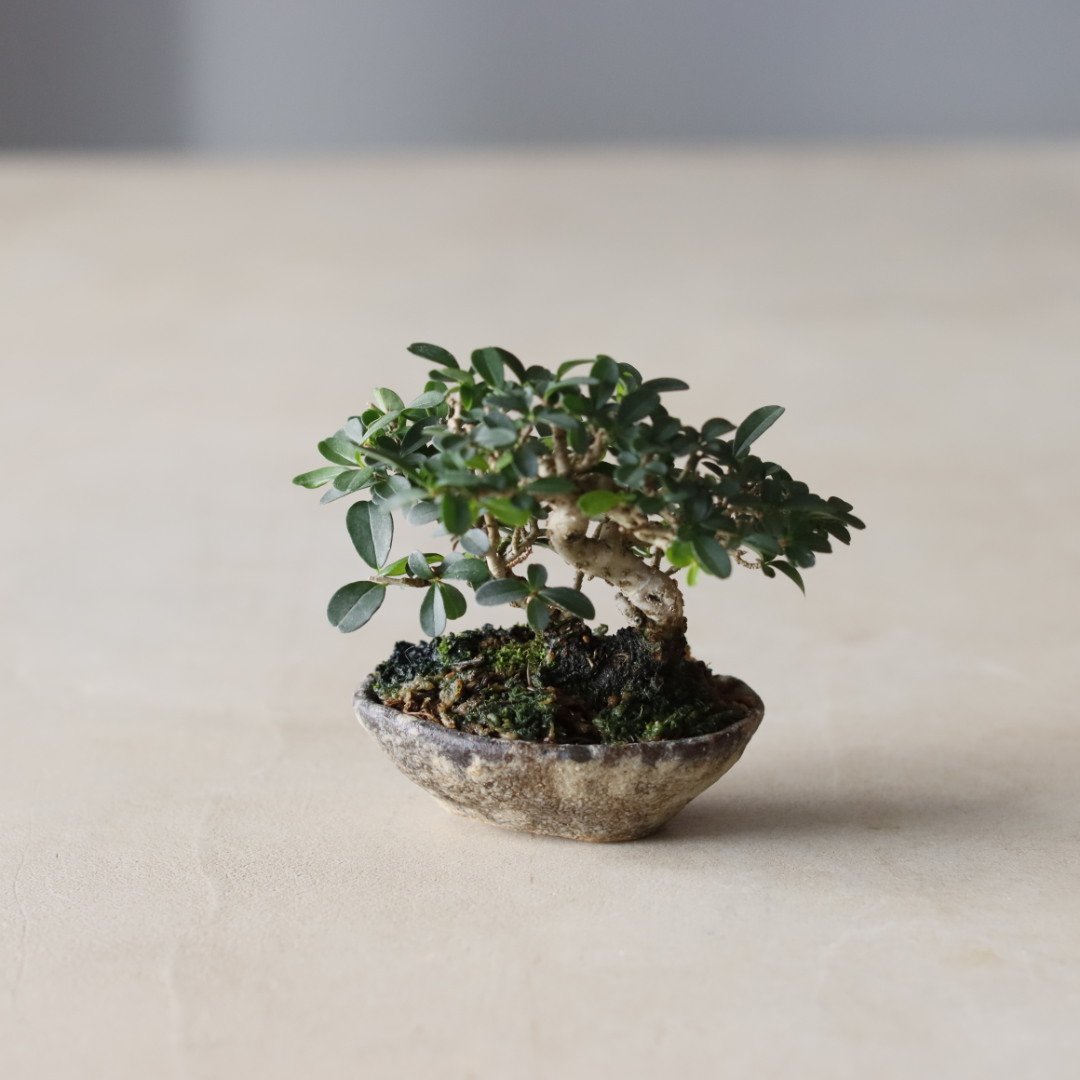 イボタ / twinz bonsai (2.5号) no.913/75 | 芽の巣山