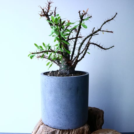 フォークイエリア   プルプシー   ×  ファシクラータ   Fouquieria purpusii   ×   fasciculata No.045