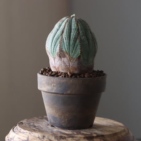 Euphorbia obesa × YAMABACHI var. Atsushi Funakushi  no.905-28