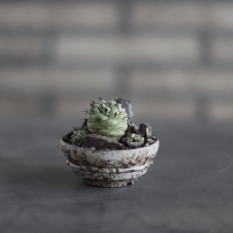 Ortegocactus macdougallii  × takero pot (2.5号)  no.907-50
