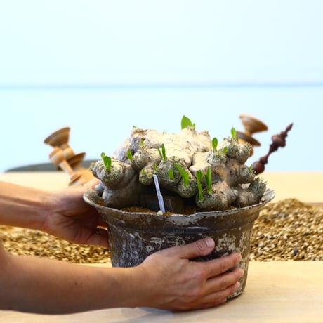 たけろうポット × Pachypodium brevicle    no.72368