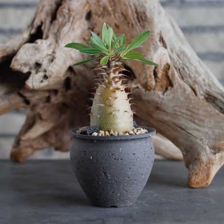 Pachypodium makayense (dobuzuke) × N/OH (2.5号) no.622-8