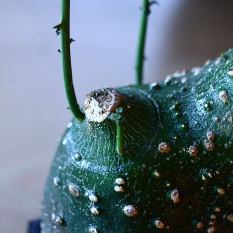 アデニア  グロボーサ      Adenia globosa       no.81652