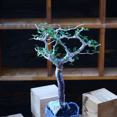 コミフォラ モンストローサ／Commiphora monstrosa   no.100353