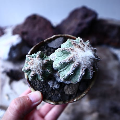 アズテキウム リッテリ　花籠　自根 　 Aztekium ritteri　no.22303