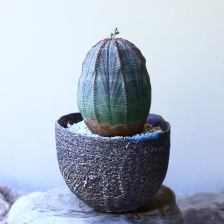 ユーフォルビア  オベサ 　 Euphorbia obesa　no.60208