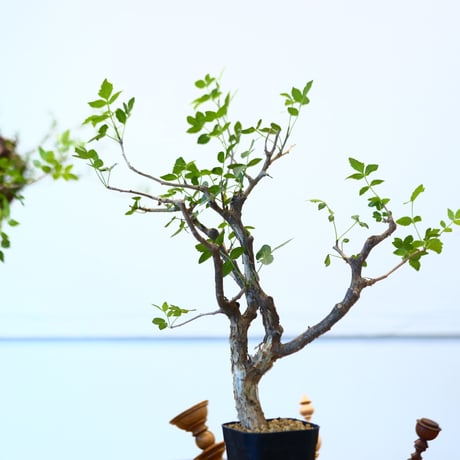 ブルセラ ファガロイデス / Bursera fagaroides   no.62520