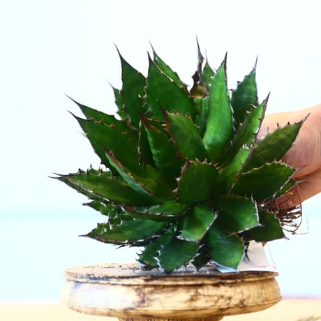 Agave horrida / Style of Chika   no.1015/29