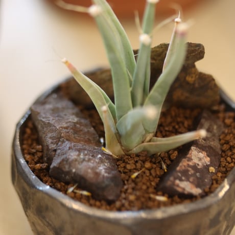 Leuchtenbergia principis × たけろうポット  no.112-24