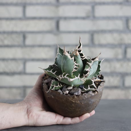 Agave titanota personal collection × takero pot (4.5号)  no.621/34