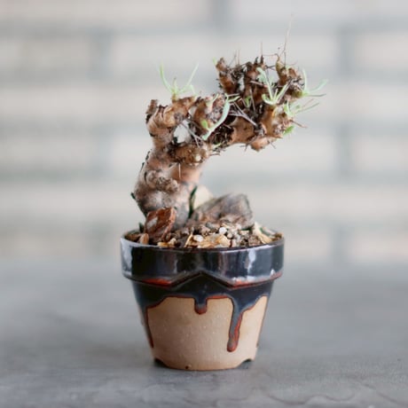 オトンナ | STORES