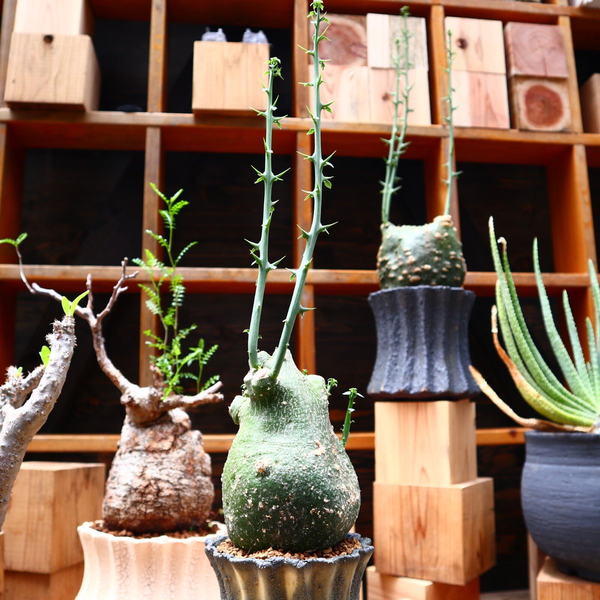 アデニア グロボーサ／Adenia globosa no.71029 | 芽の巣山