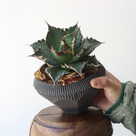 U.S. solareclipse (Agave titanota solareclipse) / Style of Chika × N/OH　no.1227-54