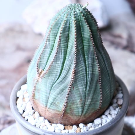 ユーフォルビア  オベサ 　Euphorbia obesa　no.90812