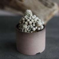 Mammillaria gracilis × 備前鉢2.5号 / BANKSIA WORKS  no.607-35