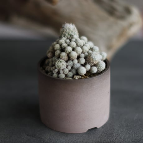 Mammillaria gracilis × 備前鉢2.5号 / BANKSIA WORKS  no.607-35