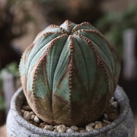 Euphorbia obesa  × たけろうポット  no.61606