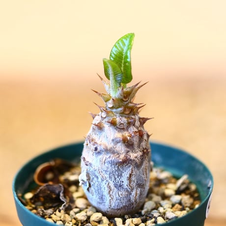 パキポディウム ウィンゾリー(実生) / Pachypodium baronii var. windsorii    no.51440