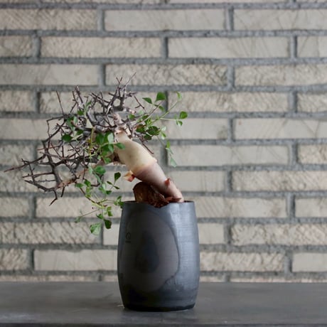 Commiphora kataf (pure) × N/OH (3.5号)  no.1019/3