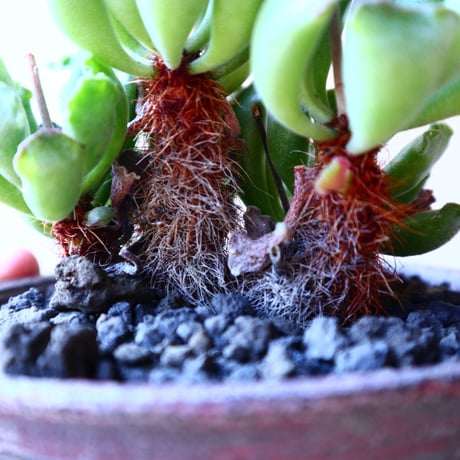 アドロミクス  ポエルニツィアヌス   神想曲  Adromischus poellnitzianus  no.11220