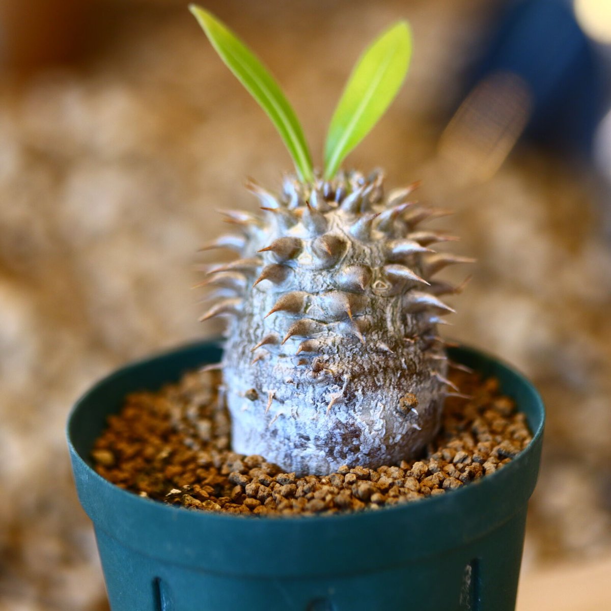 パキポディウム エブレネウム Pachypodium eburneum ② Pachypodium eburneum パキポディウム エブレネウム 実生no. 2