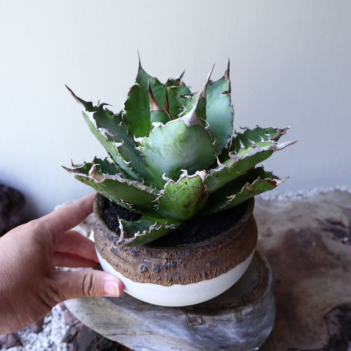 アガベ チタノタ Agave titanota no.60243 | 芽の巣山