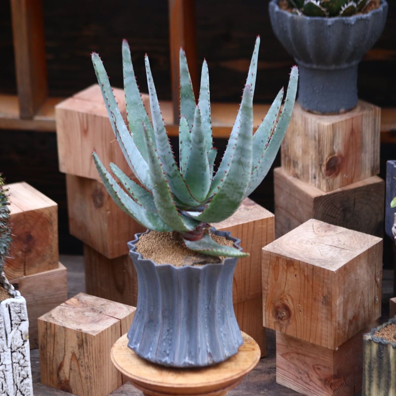 アロエ コニフェラ / Aloe conifera no.31955 | 芽の巣山