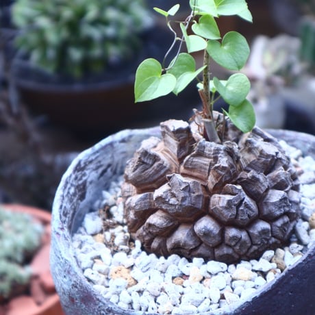 ディオスコレア   亀甲竜     Dioscorea elephantipe     no.41823