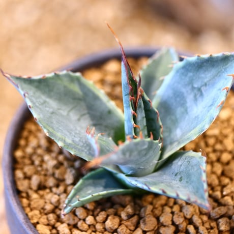 N/OH × Agave parrasana〝Fire ball”   no.41484