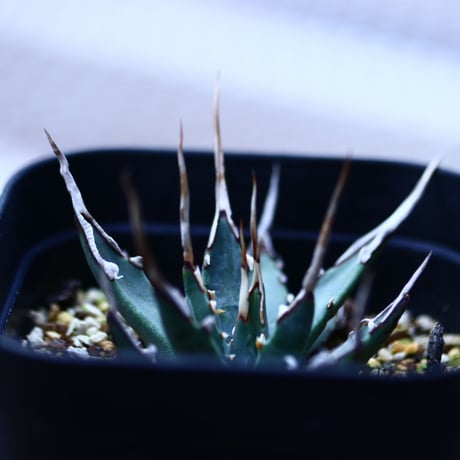 アガベ  ユタエンシス    エボリスピナ  Agave uthaensis var. eborispina  no120614