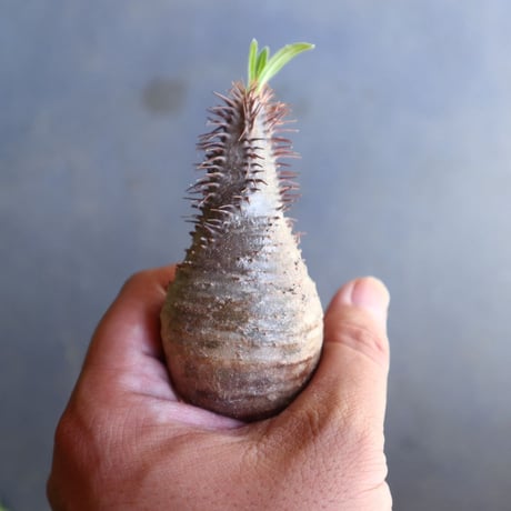 パキポディウム グラキリス 抜苗  Pachypodium rosulatum var. gracilius no.100611