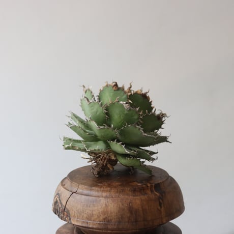 U.S. filigree (Agave titanota filigree) / Style of Chika　no.1227-39