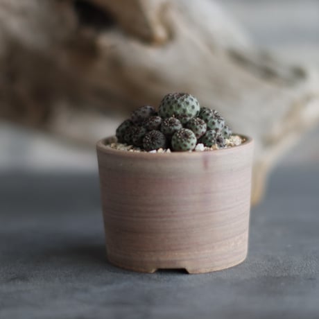 Sulcorebutia rauschii × 備前鉢3号 / BANKSIA WORKS   no.607-34