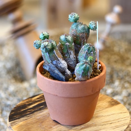 Euphorbia obesa  hyb.× YAMABACHI    no.123130