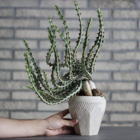 Euphorbia knuthii × N/OH (4.5号)  no.713-6