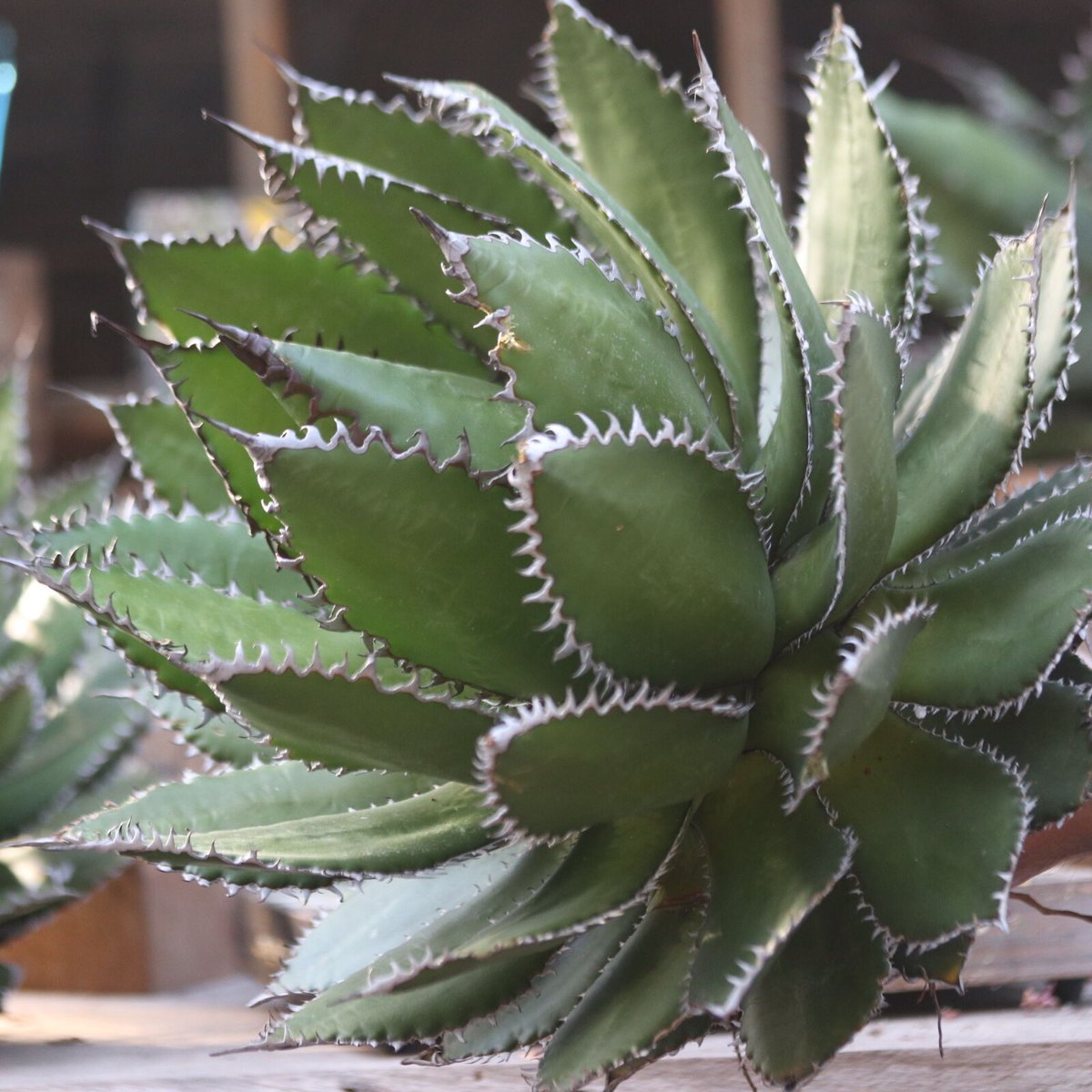 アガベホリダ極上株　Agave horrida No.AHRD015 アガベホリダ極上株 Agave horrida No.AHRD015 アガベ ホリダ