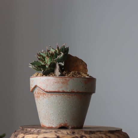 Agave titanota filigree Devil / STYLE OF CHIKA × YAMABACHI var. 中川智治 no.61622