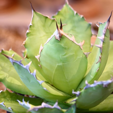 Agave titanota Sierra Mixteca　no.31054