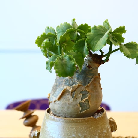 N/OH × Cyphostemma uter var. macropus    no61860
