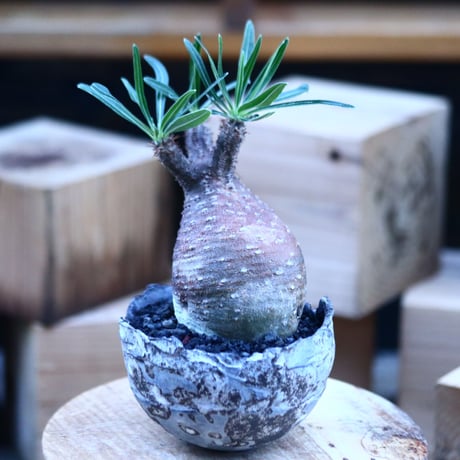 パキポディウム  グラキリス ／Pachypodium  gracilius     no.103159
