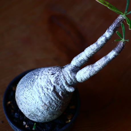 パキポディウム グラキリス   Pachypodium rosulatum var. gracilius no.81624