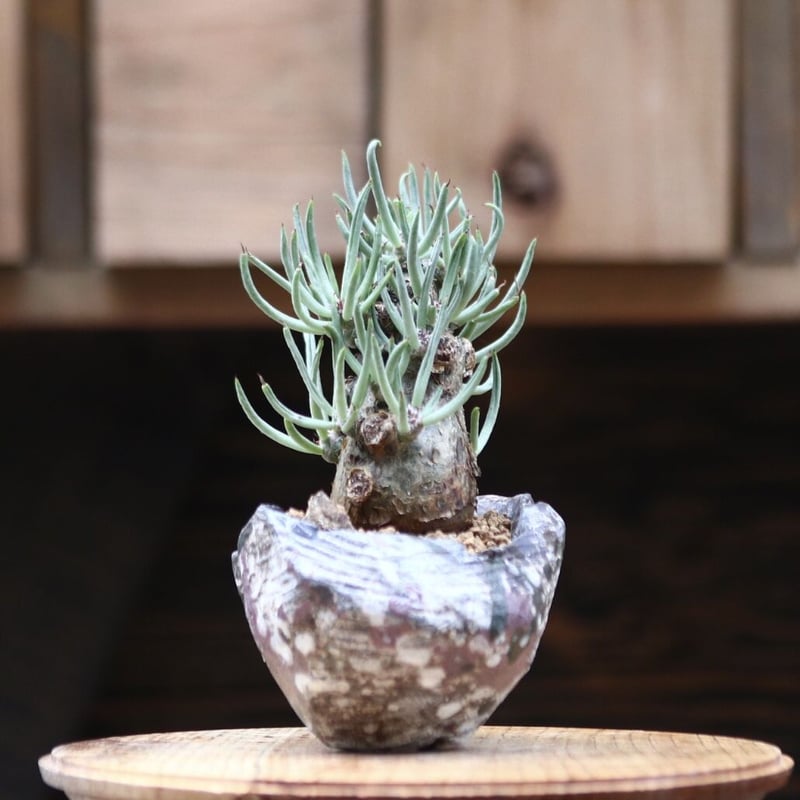 チレコドン ペアルソニー “白象 “発根済 現地球 コレクション株 良株 万物想 チレコドン ペアルソニー “白象 “発根済 現地球 コレクション株 良株