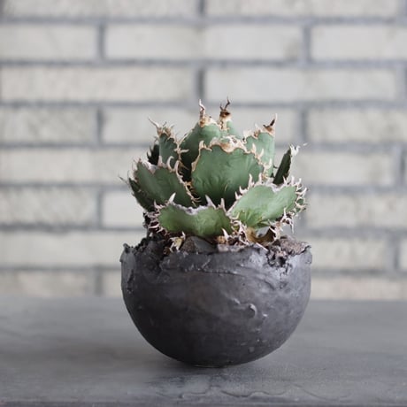 Agave titanota personal collection × takero pot (4.5号)  no.621/34