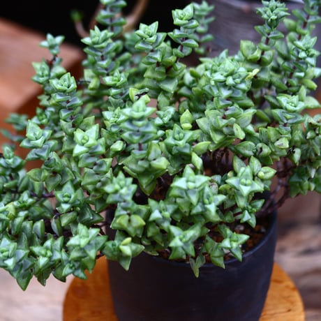 クラッスラ ルペストリス／Crassula rupestris     no.91246