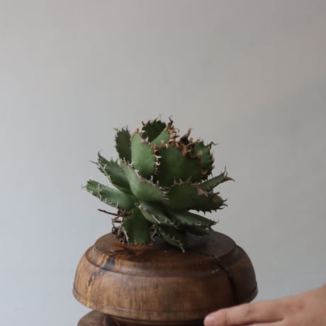 U.S. filigree (Agave titanota filigree) / Style of Chika　no.1227-40