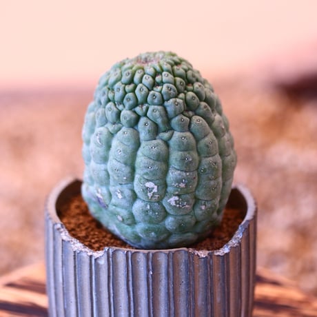 Larryleachia cactiformis × N/OH　no.90314