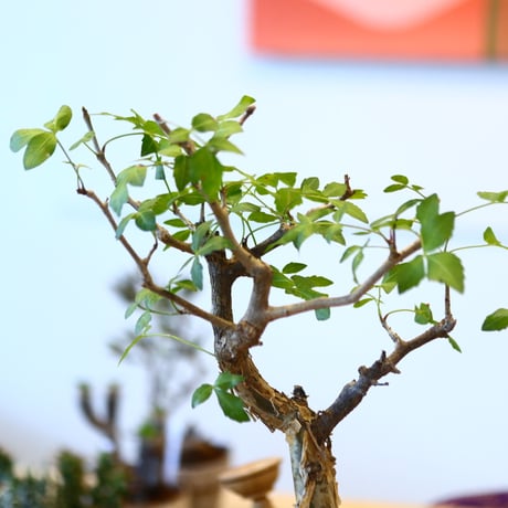 YAMABACHI ver. takero pot × Bursera fagaroides    no.102225