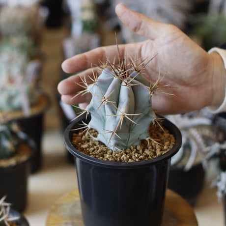 Echinocactus ingens / 巌 (3.5号)  no.1226/6