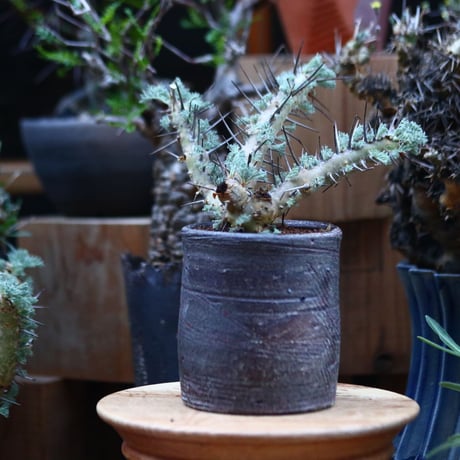 サルコカウロン ヘレー／Sarcocaulon herrei    no.120534