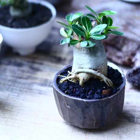 アデニウム アラビカム   Adenium  arabicum  no.71939